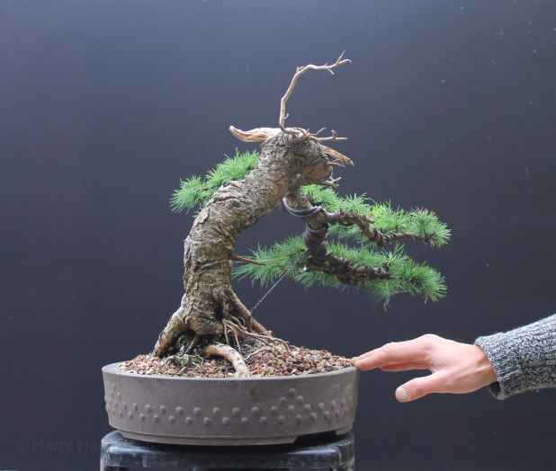 Larch bonsai